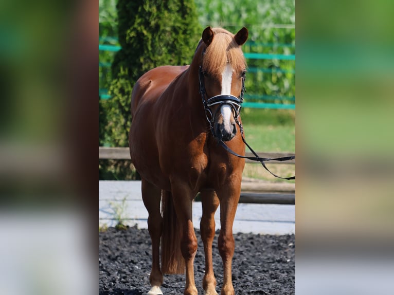 Haflinger Stute 5 Jahre 145 cm Fuchs in St Marein bei Graz