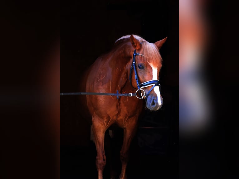 Haflinger Stute 5 Jahre 145 cm Fuchs in St Marein bei Graz