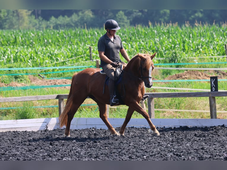 Haflinger Stute 5 Jahre 145 cm Fuchs in St Marein bei Graz