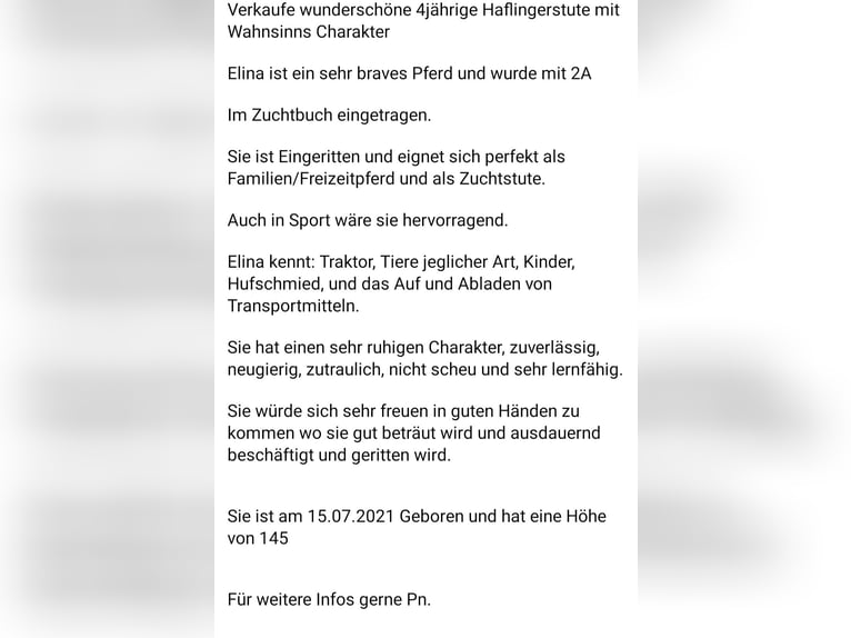 Haflinger Stute 5 Jahre 145 cm in Schluderns