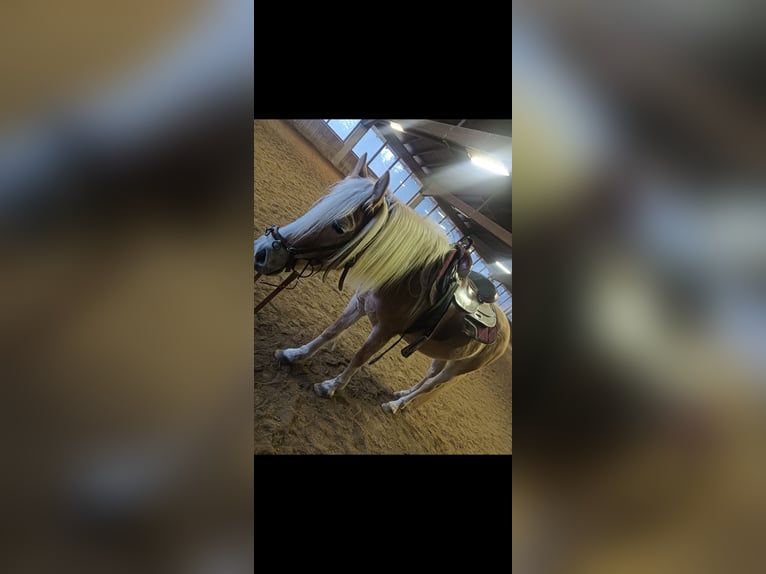 Haflinger Stute 5 Jahre 145 cm in Schluderns