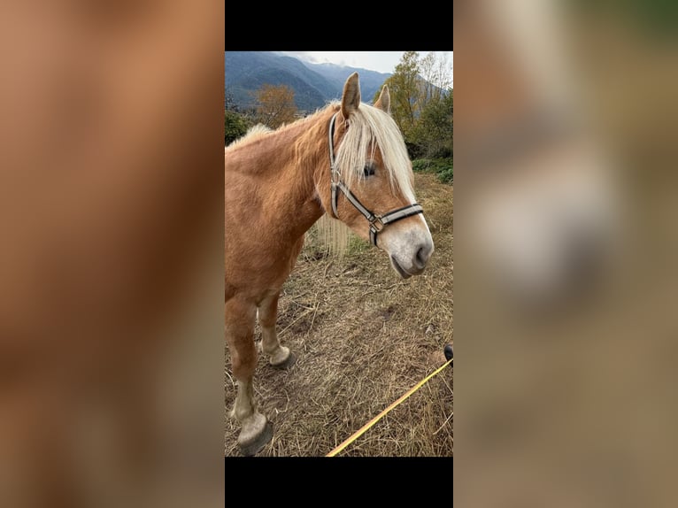 Haflinger Stute 5 Jahre 145 cm in Schluderns