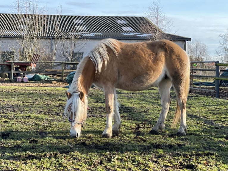 Haflinger Stute 5 Jahre 146 cm Fuchs in Seedorf