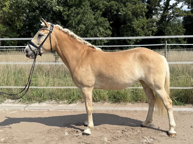 Haflinger Stute 5 Jahre 146 cm Fuchs in Limburgerhof