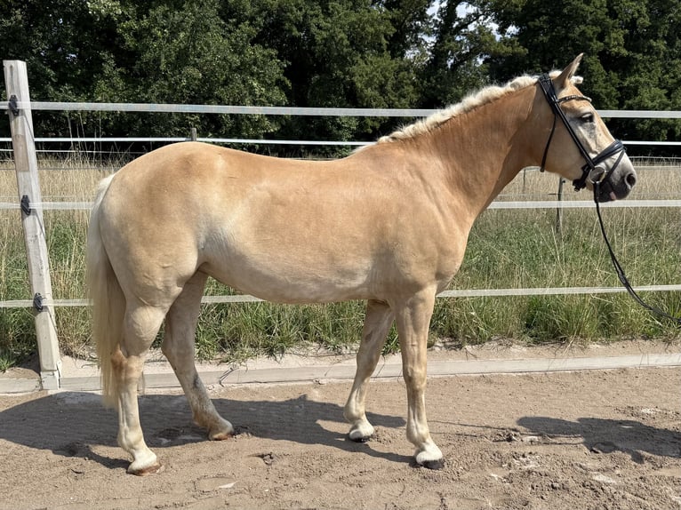 Haflinger Stute 5 Jahre 146 cm Fuchs in Limburgerhof