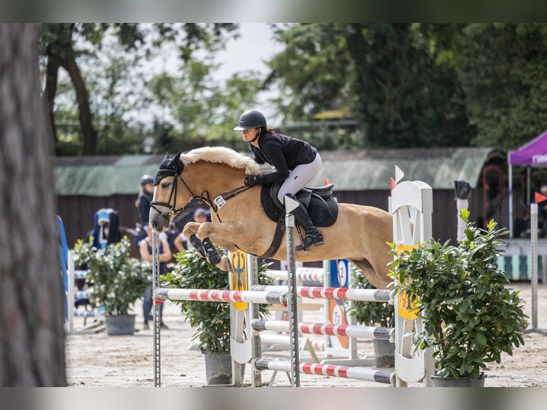 Haflinger Stute 5 Jahre 146 cm Fuchs in Limburgerhof