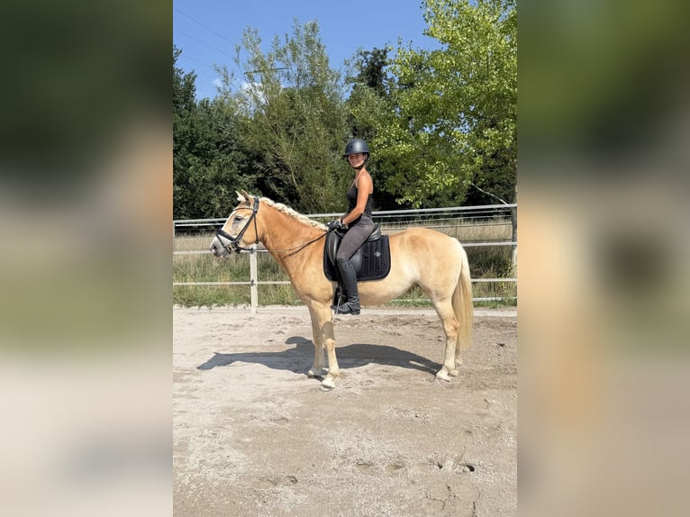 Haflinger Stute 5 Jahre 146 cm Fuchs in Limburgerhof