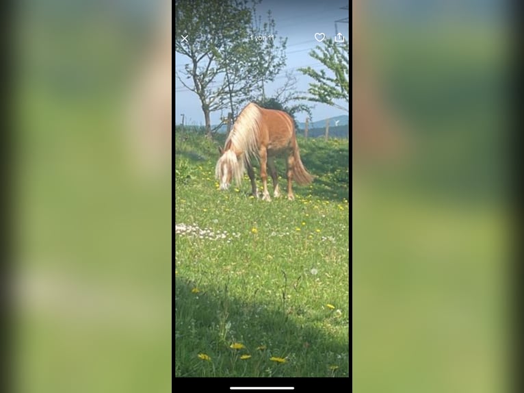Haflinger Stute 5 Jahre 147 cm in Kalletal