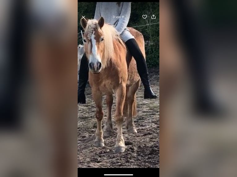 Haflinger Stute 5 Jahre 147 cm in Kalletal