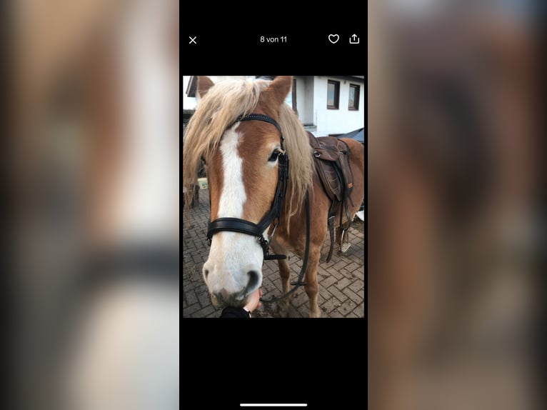 Haflinger Stute 5 Jahre 147 cm in Kalletal