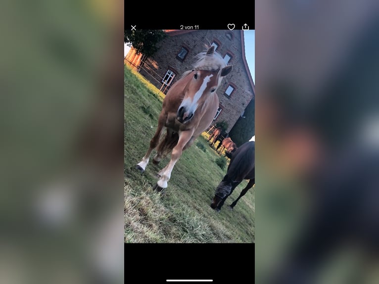 Haflinger Stute 5 Jahre 147 cm in Kalletal