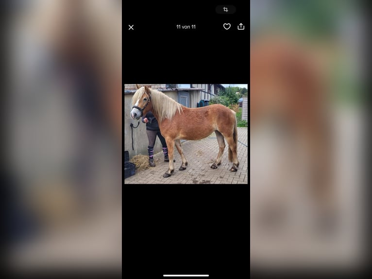 Haflinger Stute 5 Jahre 147 cm in Kalletal