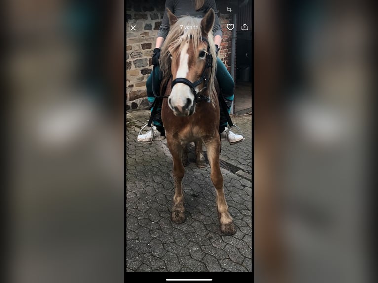 Haflinger Stute 5 Jahre 147 cm in Kalletal