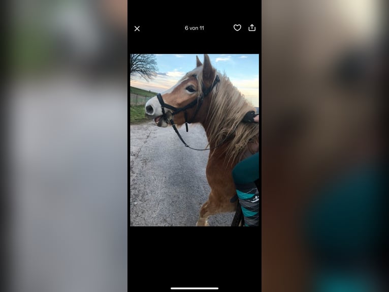 Haflinger Stute 5 Jahre 147 cm in Kalletal