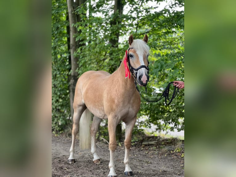 Haflinger Stute 5 Jahre 147 cm Fuchs in Seedorf