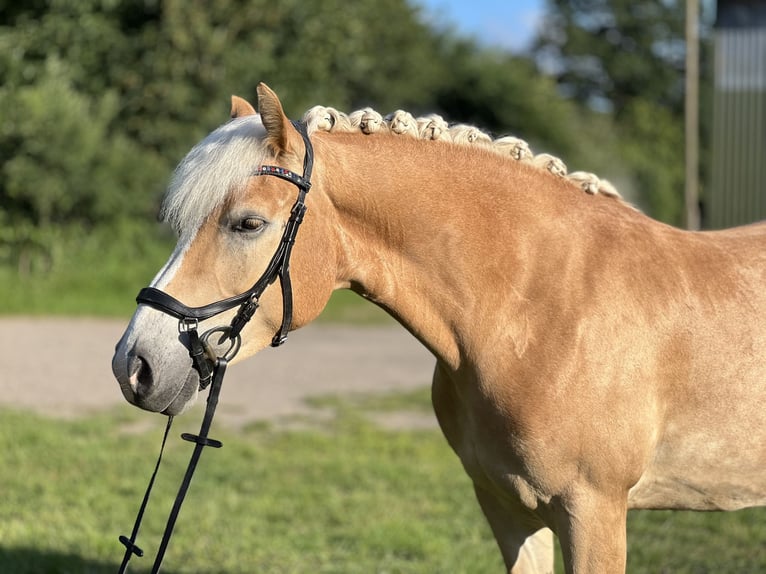 Haflinger Stute 5 Jahre 147 cm Fuchs in Seedorf