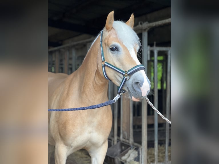 Haflinger Stute 5 Jahre 147 cm Fuchs in Seedorf