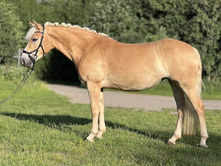 Haflinger Stute 5 Jahre 147 cm Fuchs in Seedorf