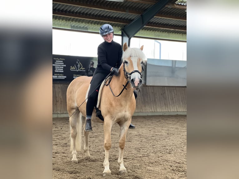 Haflinger Stute 5 Jahre 147 cm Fuchs in Seedorf