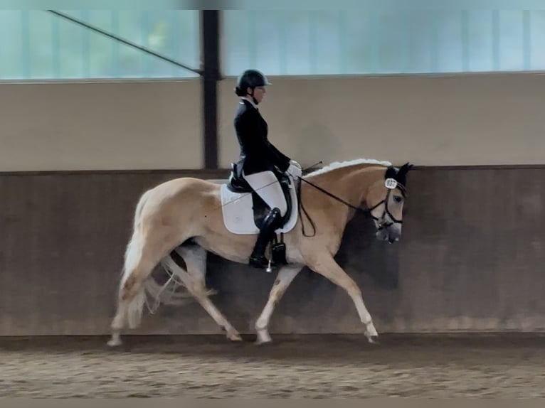 Haflinger Stute 5 Jahre 147 cm Fuchs in Seedorf
