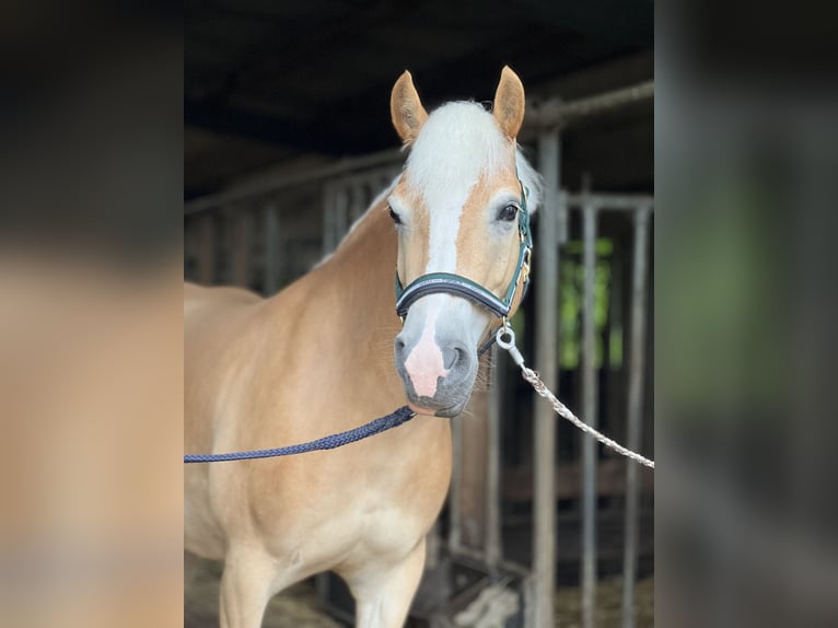 Haflinger Stute 5 Jahre 147 cm Fuchs in Seedorf