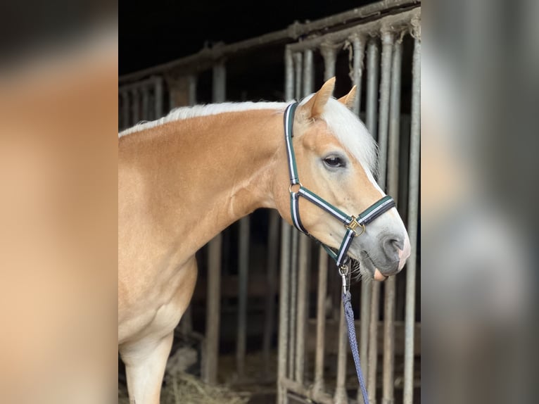 Haflinger Stute 5 Jahre 147 cm Fuchs in Seedorf