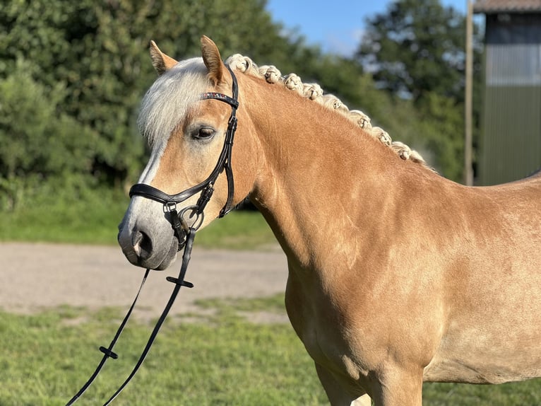 Haflinger Stute 5 Jahre 147 cm Fuchs in Seedorf