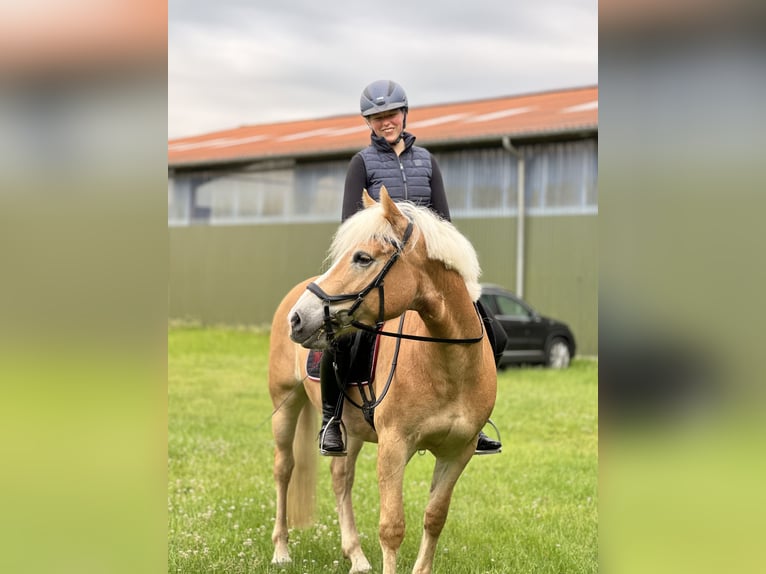 Haflinger Stute 5 Jahre 147 cm Fuchs in Seedorf