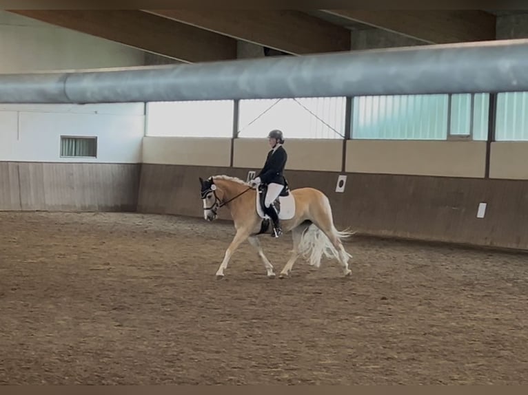 Haflinger Stute 5 Jahre 147 cm Fuchs in Seedorf