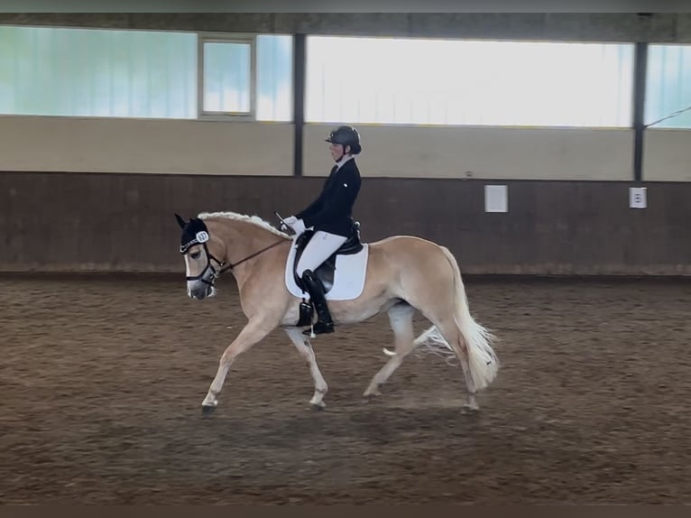 Haflinger Stute 5 Jahre 147 cm Fuchs in Seedorf