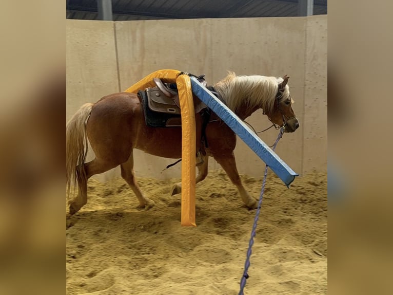 Haflinger Stute 5 Jahre 148 cm  in Daleiden
