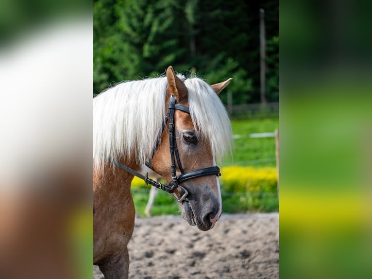 Haflinger Stute 5 Jahre 148 cm Fuchs in Villach