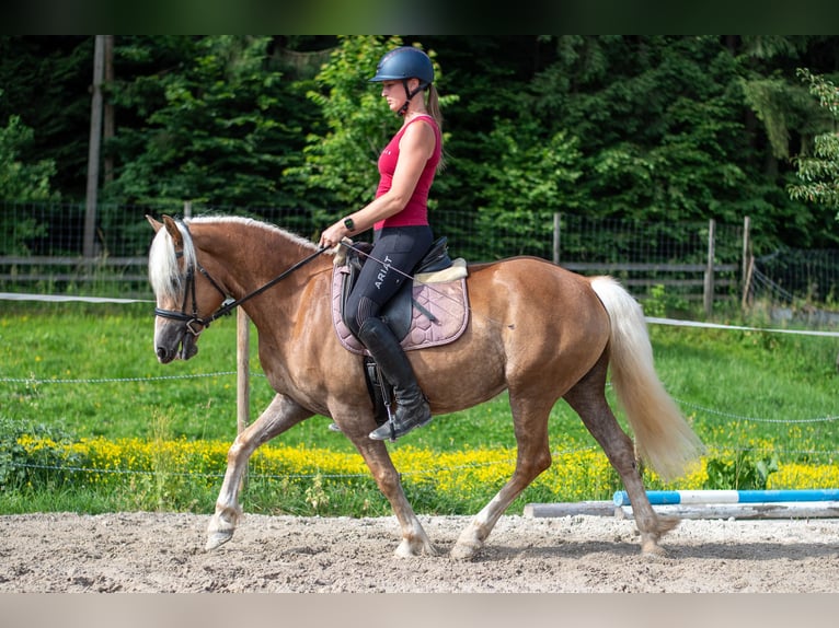 Haflinger Stute 5 Jahre 148 cm Fuchs in Villach