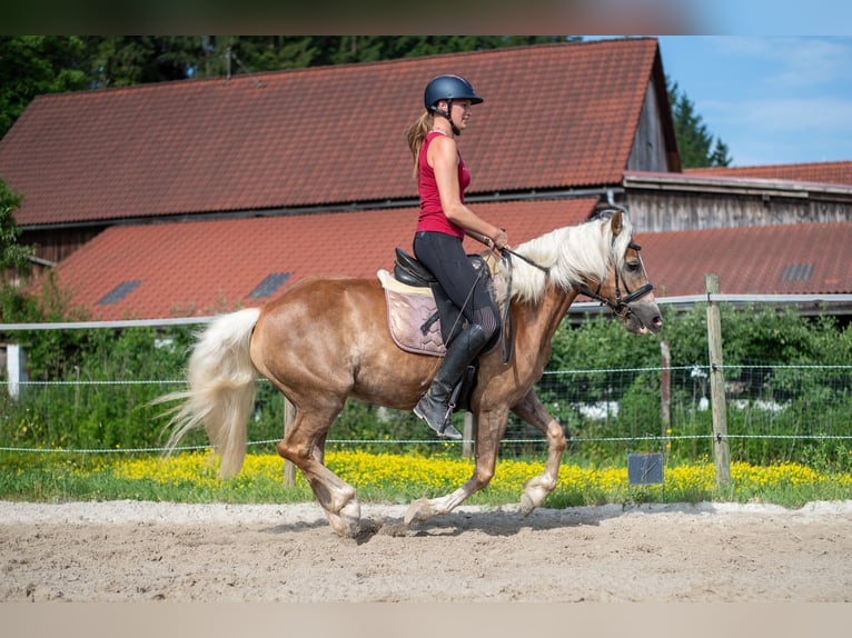 Haflinger Stute 5 Jahre 148 cm Fuchs in Villach