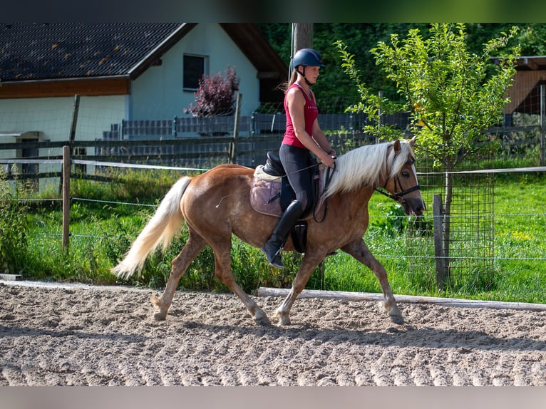Haflinger Stute 5 Jahre 148 cm Fuchs in Villach