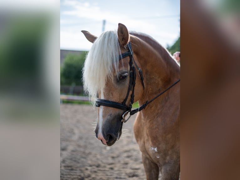 Haflinger Stute 5 Jahre 148 cm Fuchs in Villach