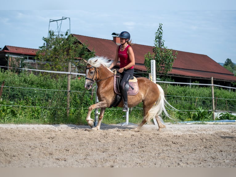 Haflinger Stute 5 Jahre 148 cm Fuchs in Villach