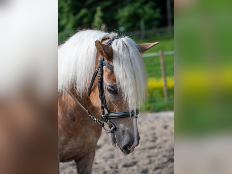 Haflinger Stute 5 Jahre 148 cm Fuchs in Villach