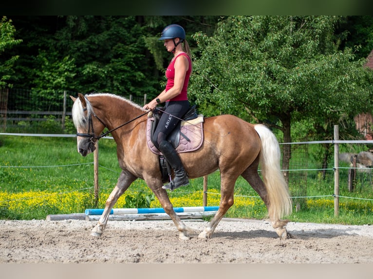 Haflinger Stute 5 Jahre 148 cm Fuchs in Villach