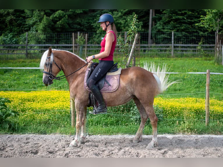 Haflinger Stute 5 Jahre 148 cm Fuchs in Villach