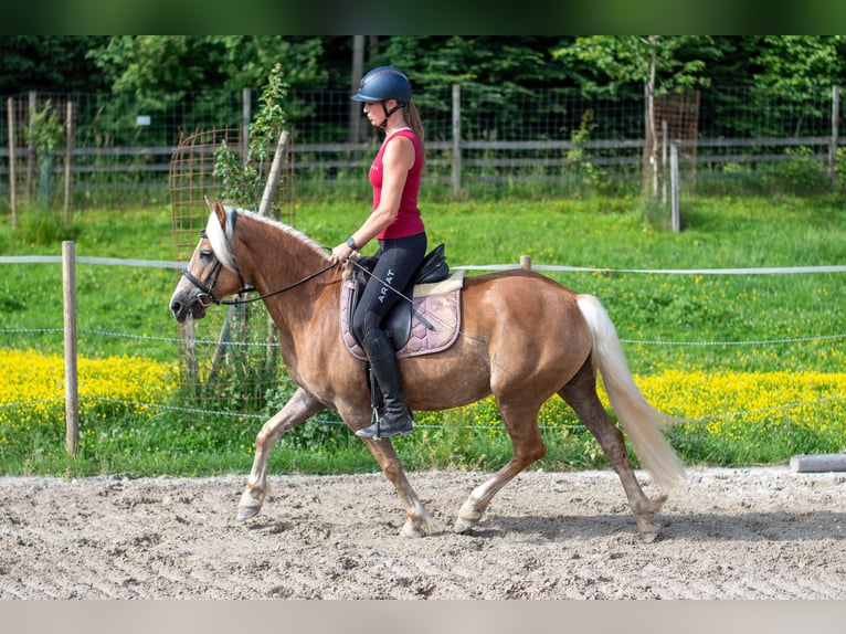 Haflinger Stute 5 Jahre 148 cm Fuchs in Villach