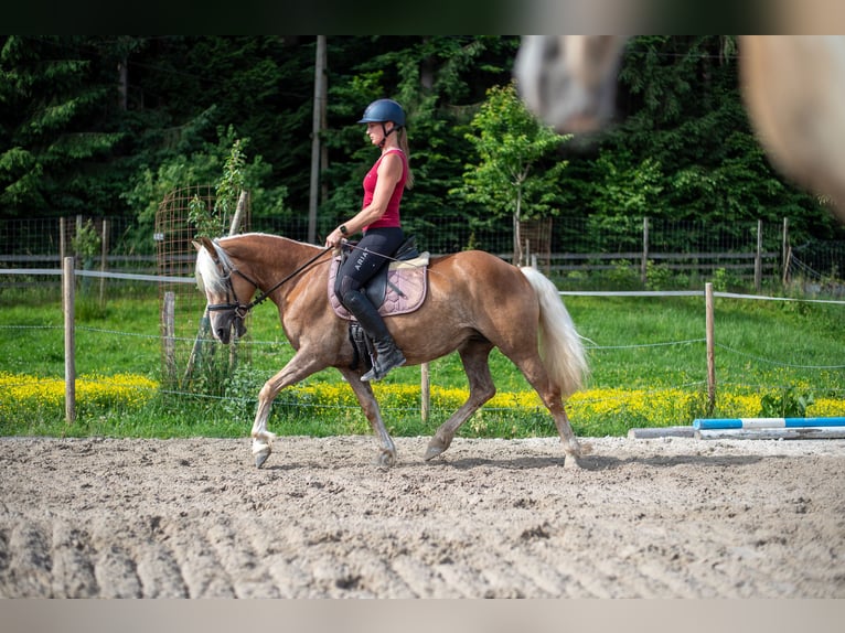 Haflinger Stute 5 Jahre 148 cm Fuchs in Villach