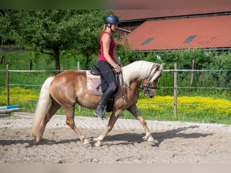 Haflinger Stute 5 Jahre 148 cm Fuchs in Villach