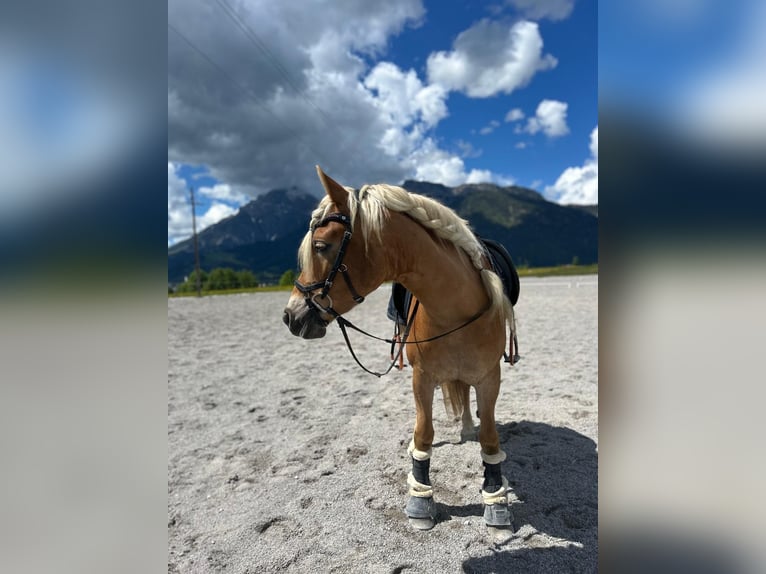 Haflinger Stute 5 Jahre 148 cm Fuchs in Saalfelden
