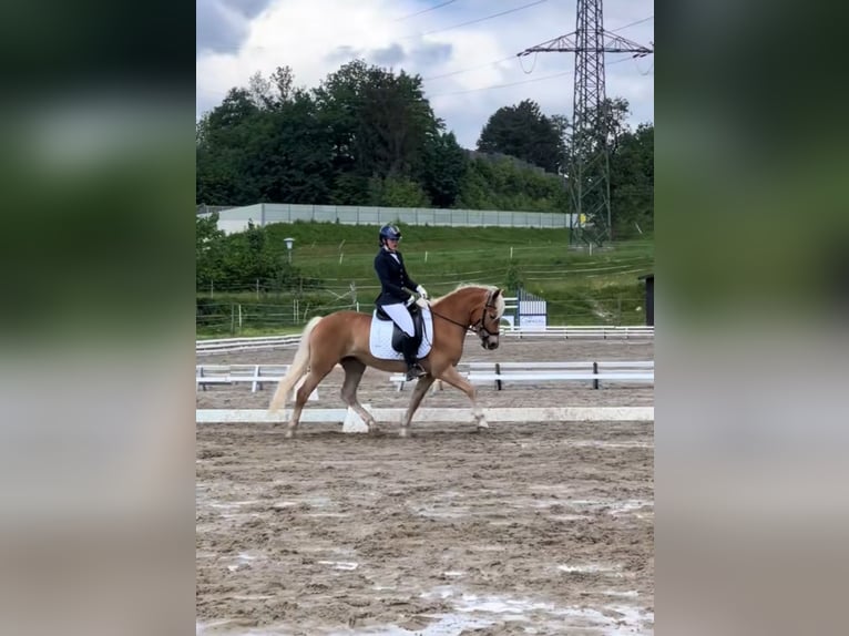 Haflinger Stute 5 Jahre 148 cm Fuchs in Saalfelden
