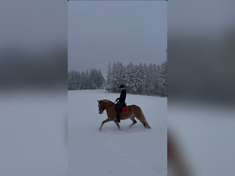 Haflinger Stute 5 Jahre 148 cm Fuchs in Maria Lankowitz