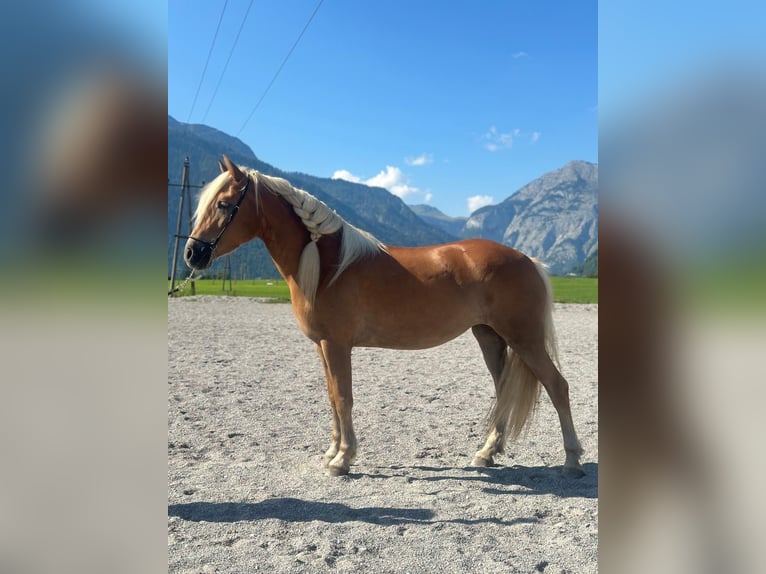 Haflinger Stute 5 Jahre 148 cm Fuchs in Saalfelden