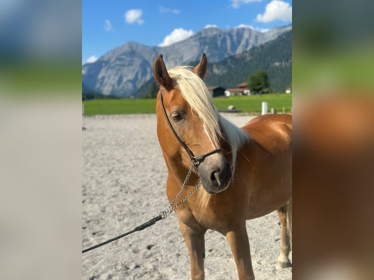 Haflinger Stute 5 Jahre 148 cm Fuchs in Saalfelden