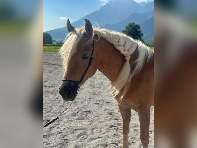 Haflinger Stute 5 Jahre 148 cm Fuchs in Saalfelden