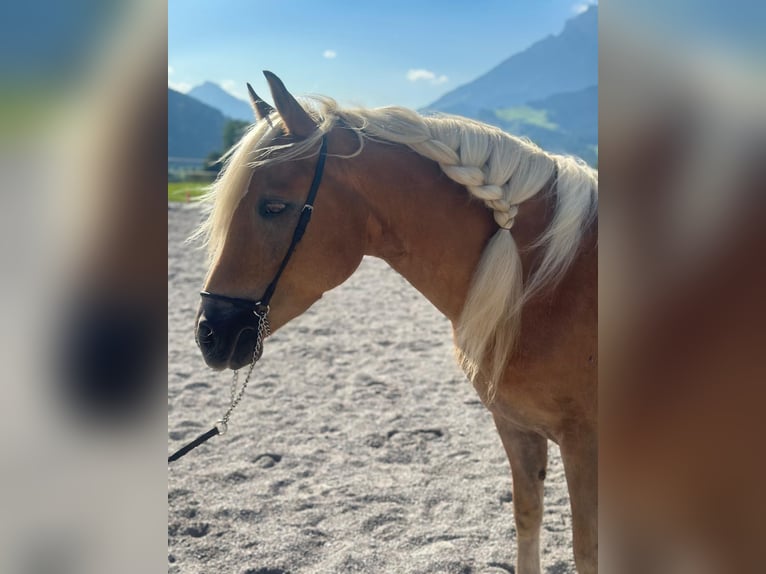 Haflinger Stute 5 Jahre 148 cm Fuchs in Saalfelden